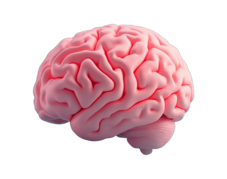 A Detailed and Realistic 3D Render of a Pink Human Brain isolated transparent background
