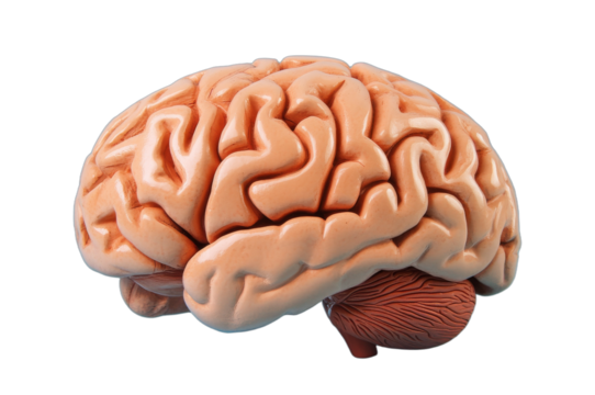 Detailed Anatomical Model of a Human Brain isolated transparent background