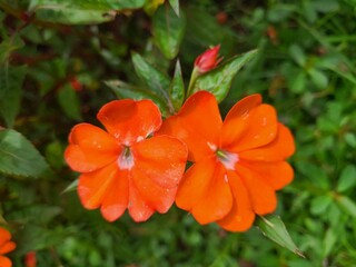 Two vibrant orange Impatiens flowers bloom, their petals glowing against a backdrop of blurred green foliage. The flowers' bright color and soft texture create a cheerful and natural image.