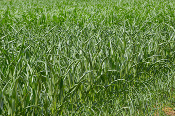 Mais,  Zea mays L., Trockenstress