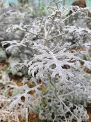 Close-up of a Dusty Miller plant with its distinctive silver-white foliage. The intricate, lacy leaves stand out against a blurred background.