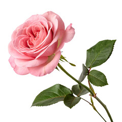 Obraz premium One pink rose flower isolated on a transparent background