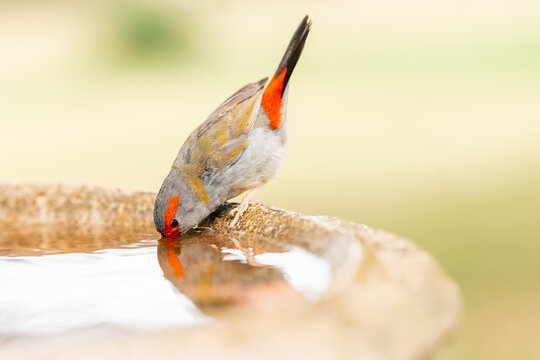 Red-browed finch drinking from bird bath