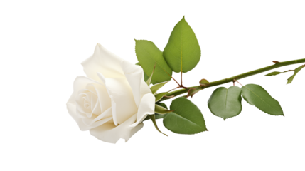 Elegant Single White Rose with Green Leaves on Black Background Perfect for Wedding Invitations Romantic Designs and Funeral Programs