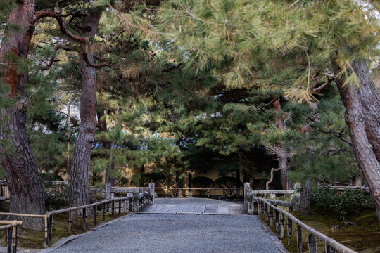 "Pine Trees in a Japanese Park"