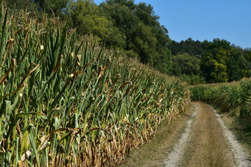 Obraz premium Mais, Zea mays L., Trockenstress