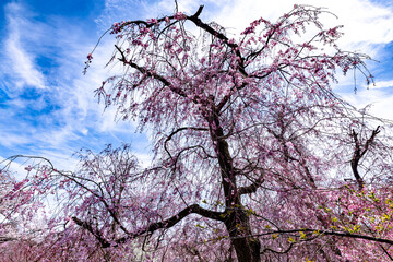 京都府　原谷苑の桜風景
