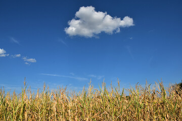 Mais,  Zea mays L., Trockenstress