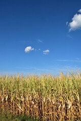 Mais,  Zea mays L., Trockenstress