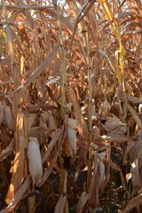 Mais,  Zea mays L., Trockenstress