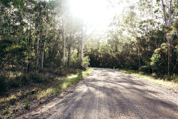 Sunlight filtering through gum trees to dirt road