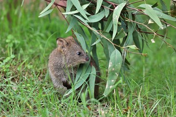 ユーカリの葉の陰から顔を出したクオッカ
