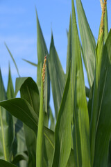 Mais,  Zea mays L. , Fahne, Rispe, Fahnenschieben