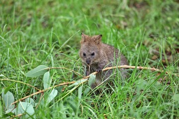 ユーカリの葉を食べるクオッカ