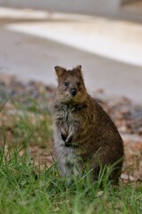 立つカメラ目線のクオッカ
