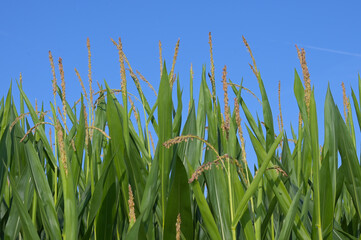 Fototapeta premium Mais, Zea mays L. , Fahne, Rispe, Fahnenschieben