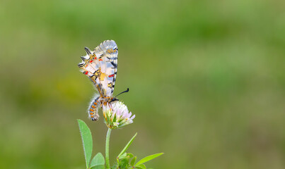 a beautiful butterfly with scallop, Zerynthia deyrollei
