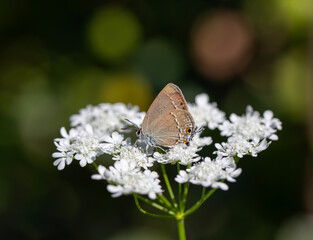 brown butterfly on plant, Riley's Hairstreak, Satyrium marcidum