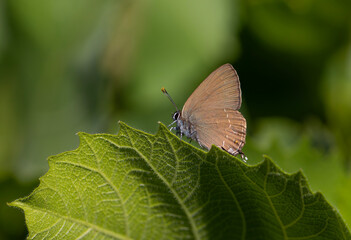 brown tiny butterfly on green leaf, Zap Hairstreak, Satyrium zabni