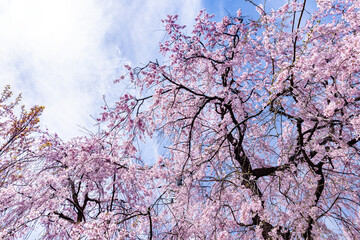 京都府　原谷苑の桜風景
