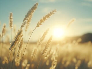 Fototapeta premium Golden Wheat Field at Sunset (2)