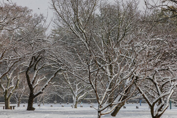 trees in winter