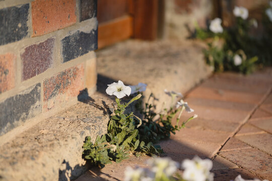 Fototapeta White petunia flowers bloom by rustic brick wall in sunlight