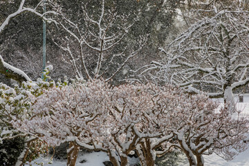 snow covered tree