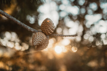 Clump of pine cones on branch with golden sunlight bokeh background
