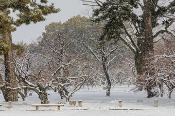 trees in the snow