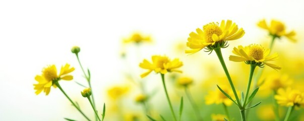 Bright yellow flowers of goldenrod plant isolated on white background, details of petals and stem, field, nature