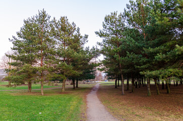 Narrow dirt path leading through green pine trees in peaceful city park. Eye-level shot, natural lighting, soft colors, leading path, urban nature, tranquil setting, balanced composition
