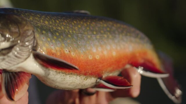 Native brook trout close up caught by fisherman in canada.