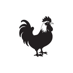 rooster isolated on white background