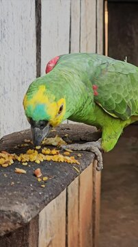 Papagaio comendo.