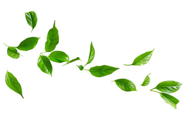 Fototapeta premium set of green spring leaves on transparent background