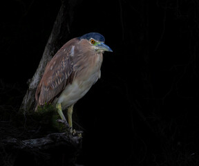 Night Heron