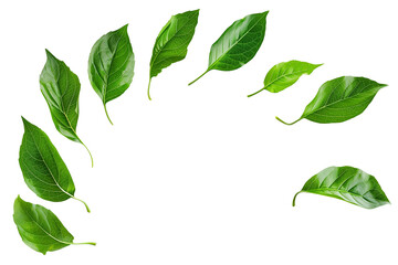 Fototapeta premium Set of green leaves isolated on white
