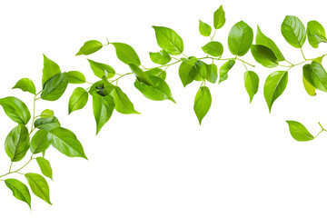 Obraz premium fresh green leaves flying on white