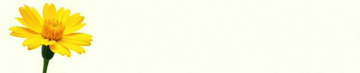 Bright yellow marigold flower isolated on white background, bloom, golden, petals