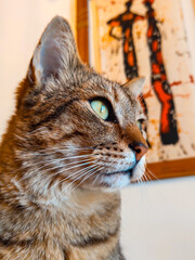 Imposing Cat Portrait 