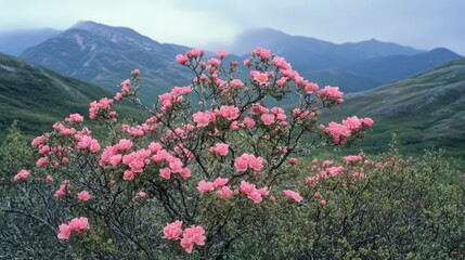 Obraz premium 63.A serene view of a wild prickly rose bush in full bloom, its delicate pink flowers contrasting with rugged terrain and rolling hills of the Chugach Mountains in summertime Alaska.