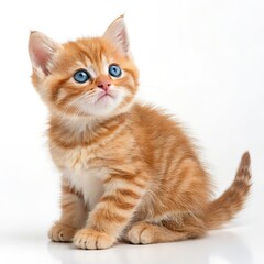 Adorable Orange Tabby Kitten with Blue Eyes
