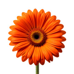 orange gerbera flower isolated on white