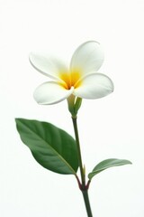 Fototapeta premium Delicate white plumeria flower isolated on a clean white background, tropical flowers, single bloom