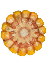 Mais, Zea mays L.,  reife  Maiskolben, geteilt,  Sachaufnahmen