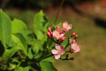 Peregrina or Spicy Jatropha (Jatropha integerrima) flowers bud and bloom