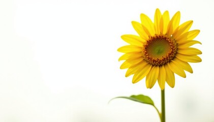 Obraz premium Una girasola de sol con su cara completa y suave sobre un fondo blanco limpio y vac?o, soledad, girasoles, solitario