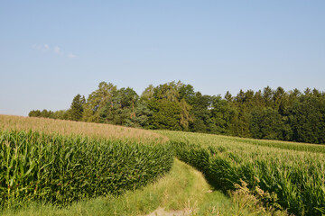 Obraz premium Mais, Zea mays L., Kolbenbildung