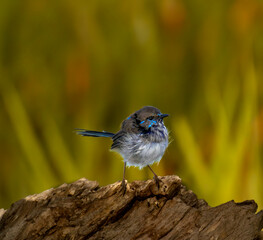 superb fairy wren